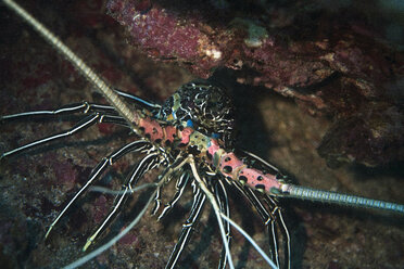 Oman, Gulf of Oman, spiny lobster, (Palinuridae) - ZCF000005