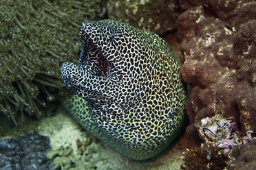 Oman, Golf von Oman, Gefleckte Muräne (Gymnothorax favagineus) - ZCF000007