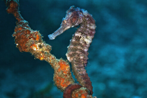 Oman, Seepferdchen (Hippocampus hudsonius) - ZCF000009