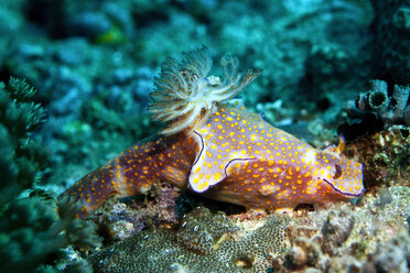 Oman, Gulf of Oman, Ceratosoma trilobatum - ZCF000010