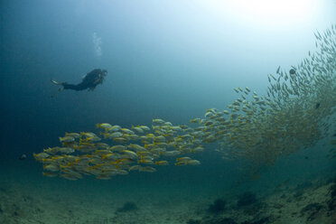 Oman,Gulf of Oman, diver and shoal of yellowtail snappers (Ocyurus chrysurus) - ZCF000012