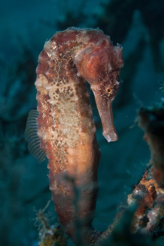 Oman, Seepferdchen (Hippocampus hudsonius), lizenzfreies Stockfoto