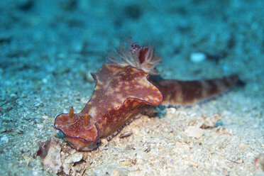 Oman, long-tailed nudibranch - ZCF000015