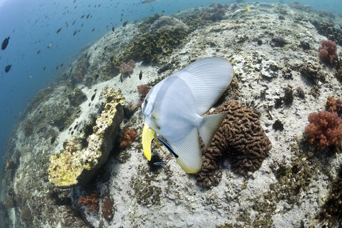 Oman, Golf von Oman, Langflossen-Fledermausfisch (Platax teira) - ZCF000017