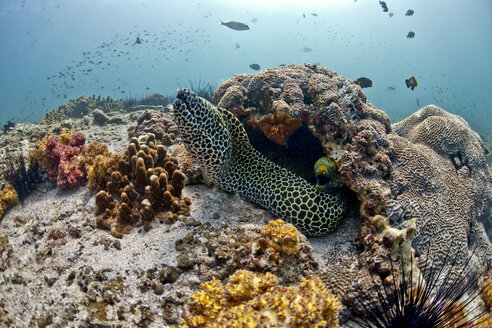 Oman, Golf von Oman, Gefleckte Muräne (Gymnothorax favagineus) - ZCF000018