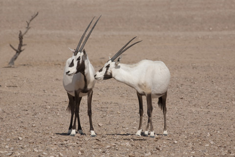 Oman, Jaluni, Schutzgebiet für Arabische Oryxe, Zwei Arabische Oryxe (Oryx leucoryx), lizenzfreies Stockfoto