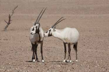Oman, Jaluni, Schutzgebiet für Arabische Oryxe, Zwei Arabische Oryxe (Oryx leucoryx) - ZC000055