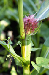 Deutschland, Würzburg, Mais, Bantam, Bienen, Kürbis, Hokkaido, Biogarten, Mischkultur - NDF000423