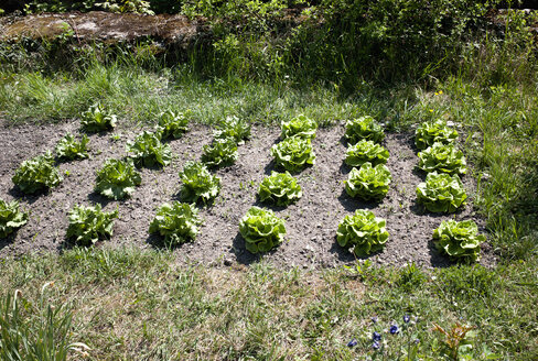 Deutschland, Würzburg, Garten, Salat, Biogarten - NDF000425