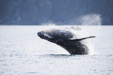 USA, Alaska, Seward, Resurrection Bay, Springende Buckelwale (Megaptera novaeangliae) - FOF006046