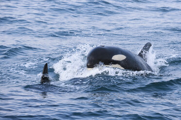 USA, Alaska, Seward, Resurrection Bay, zwei Schwertwale (Orcinus orca) - FOF006048