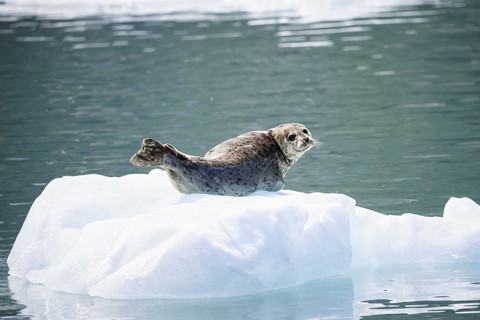 USA, Alaska, Seward, Resurrection Bay, Seehund (Phoca vitulina) auf einer Eisscholle liegend, lizenzfreies Stockfoto