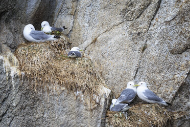 USA, Alaska, Seward, Resurrection Bay, Blick auf sechs Dreizehenmöwen (Rissa tridactyla), die auf einem Felsen brüten - FOF006053