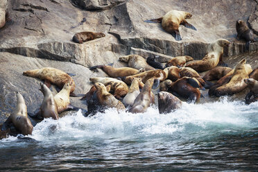 USA, Alaska, Seward, Resurrection Bay, group of Steller sea lions (Eumetopias jubatus) lying on a rock - FOF006055
