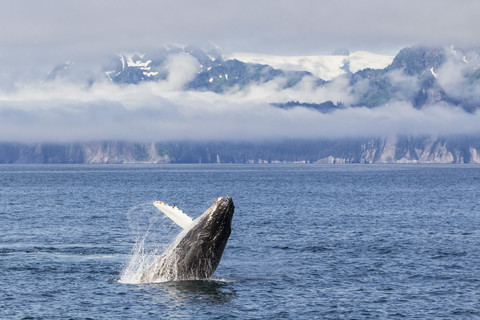 USA, Alaska, Seward, Resurrection Bay, Springende Buckelwale (Megaptera novaeangliae), lizenzfreies Stockfoto