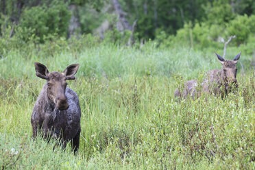 USA, Alaska, zwei Elche (Alces alces) stehen auf einer Wiese - FOF006061