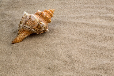 Am Strand liegende Muschel, Nahaufnahme - EJWF000324