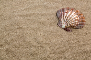 Shell lying on beach, close-up - EJWF000325