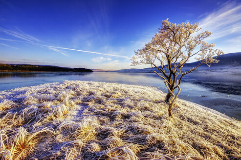 Großbritannien, Schottland, Altnaharra, Loch, Raureif, Schnee und Baum - SMAF000189