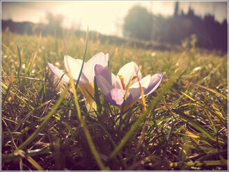 Zwei Krokusse im Gras, Landshut, Bayern, Deutschland - SARF000256