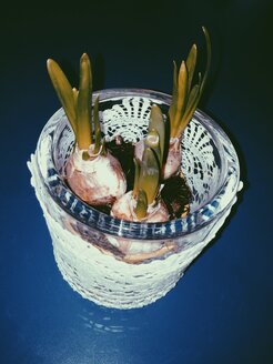 Daffodils or narcissi coming out of bulbs in a flower pot - MEAF000128