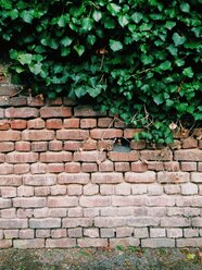 Alte Backsteinmauer und Efeu, Bonn, Nordrhein-Westfalen, Deutschland - MEAF000132