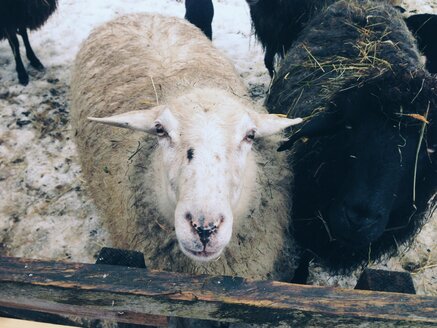 Sheep looking at camera in Unterwoessen, Bavaria, Germany - MEAF000175