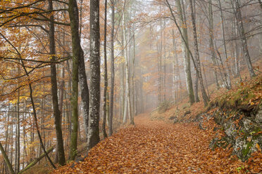 Deutschland, Bayern, Oberbayern, Berchtesgadener Land, Nationalpark Berchtesgaden, Schönau am Königssee, Nebel im herbstlichen Wald - WIF000386