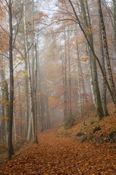 Deutschland, Bayern, Oberbayern, Berchtesgadener Land, Nationalpark Berchtesgaden, Schönau am Königssee, Nebel im herbstlichen Wald - WIF000387