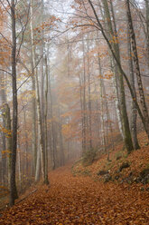 Germany, Bavaria, Upper Bavaria, Berchtesgadener Land, Berchtesgaden National Park, Schoenau at Koenigssee, fog at autumnal wood - WIF000387
