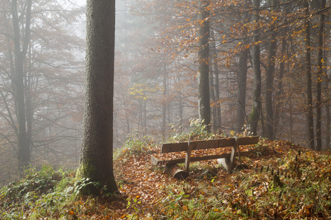 Germany, Bavaria, Upper Bavaria, Berchtesgadener Land, Berchtesgaden National Park, Schoenau at Koenigssee, bench at autumnal wood stock photo