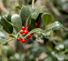 Zweig mit roten Beeren der Stechpalme (Ilex aquifolium), Nahaufnahme - HLF000402