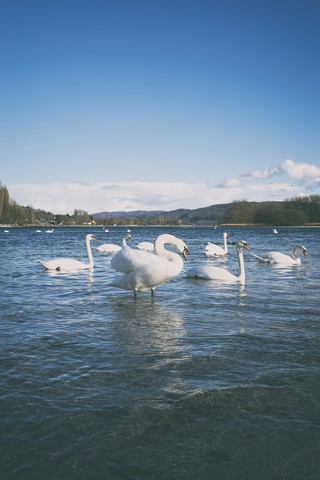 Schweiz, Stein am Rhein, Rhein, Höckerschwäne, lizenzfreies Stockfoto