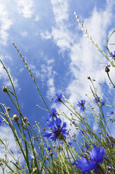 Deutschland, Köln, Kornblumen gegen bewölkten Himmel - GWF002590