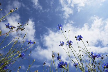 Germany, Cologne, Cornflowers agains cloudy sky - GWF002591