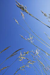 Blades of grass in front of blue sky, view from below - GWF002594