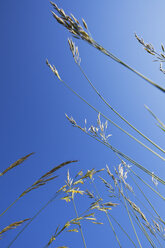 Grashalme vor blauem Himmel, Blick von unten - GWF002594