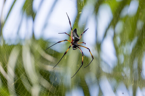 Seychellen, Ste. Anne Island, Seidenspinne (Nephila inaurata) - WEF000010