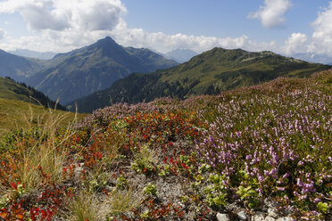 Österreich, Vorarlberg, Verwall Alpen, Wiese mit Heidekraut (Calluna vulgaris) am Sonnenkopf, im Hintergrund links das Hochjoch - SIEF005084