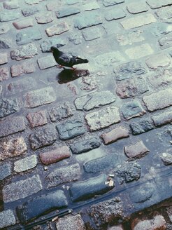 Taube in einer Pfütze aus Kopfsteinpflaster in London, UK - MEAF000117