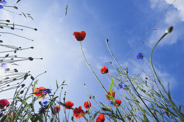 Blüten des Roten Mohns (Papaver rhoeas) und der Kornblume (Centaurea cyanus), Ansicht von unten - GWF002595