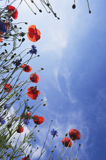 Blüten des Roten Mohns (Papaver rhoeas) und der Kornblume (Centaurea cyanus), Ansicht von unten - GWF002596