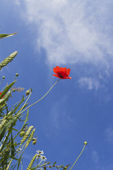 Ähren und Einzelblüte des Roten Mohns (Papaver rhoeas) vor Himmel, Blick von unten - GWF002598