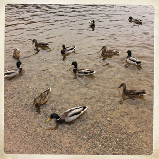 Deutschland, Baden-Württemberg, Titisee-Neustadt, Enten schwimmen - IPF000054