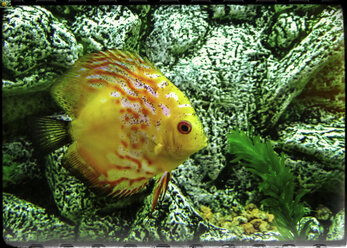 Zierfische im Aquarium, Deutschland, Berlin - CMF000051