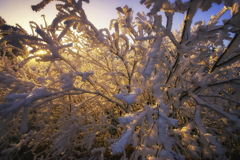 Großbritannien, Schottland, Sutherland, Strath Oykel, Raureif, Schnee, Bäume im Winter - SMAF000193