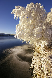 Great Britain, Scotland, Sutherland, Strath Oykel, Hoarfrost, Snow, Trees in winter - SMAF000190