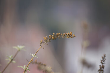 Deutschland, Bayern, Würzburg, Schmetterlingsstrauch (Buddleja) - GSF000758