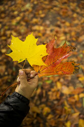 Boy holding autumn leaves in his hand - TKF000298