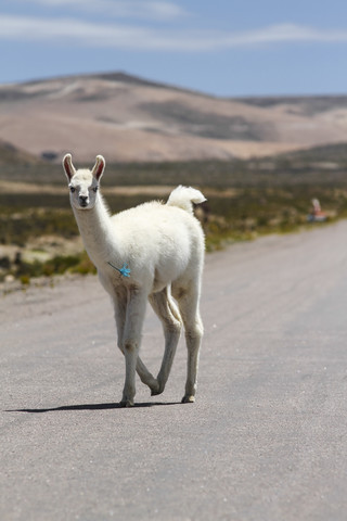 Peru, Anden, freilaufendes Lama (Lama glama) auf der Landstraße, lizenzfreies Stockfoto